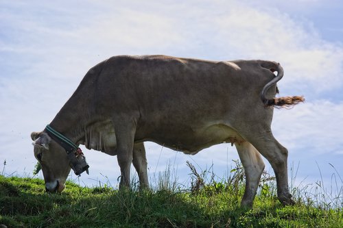 almkuh  cow  graze