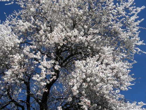 almond flower alentejo