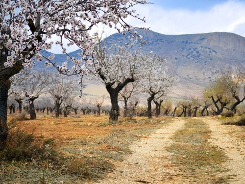 almond tree blossom