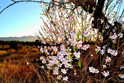 almond blossom flora
