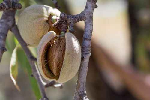 almond fruit cultivation