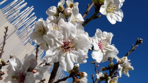 almond blossom tree