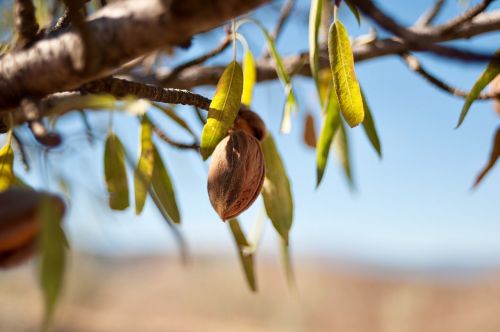 almond fruit dried fruit