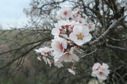 almond tree flower