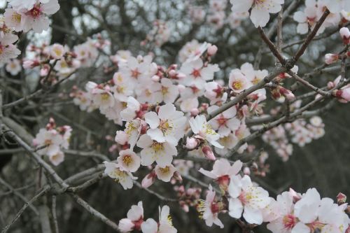 almond spring flower