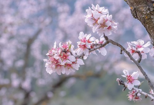 almond  flower  branch