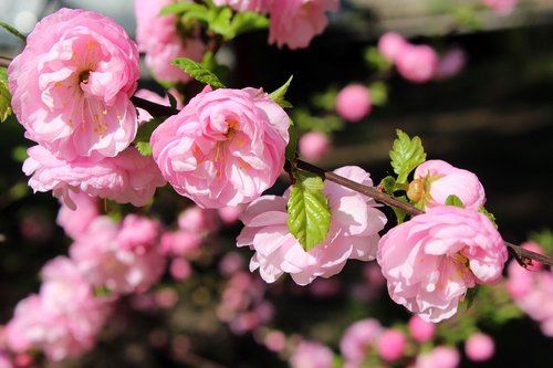 almond  bush  pink flowers
