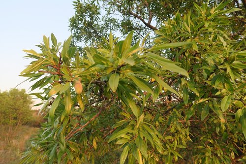almond  tree  plant