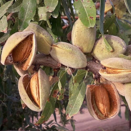 almond  maturation  fruit