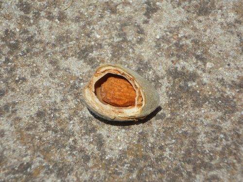 almond almond kernel broken up
