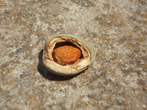 almond almond kernel broken up