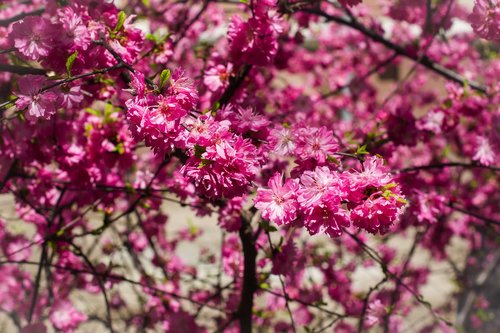 almond  pink  flowers