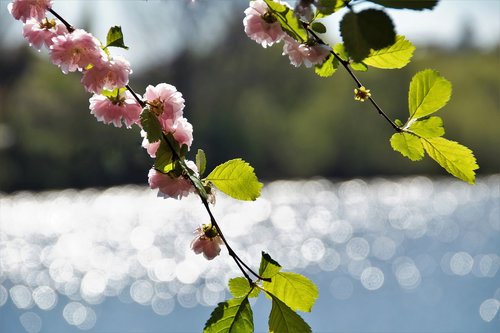 almond  flowering  pink