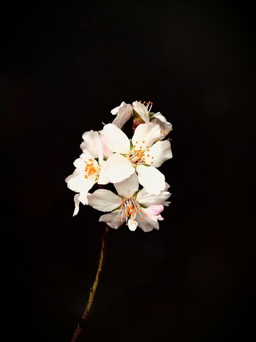 almond  flower  spring