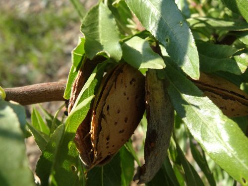 almond almond tree nut