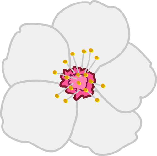 almond flower blossom