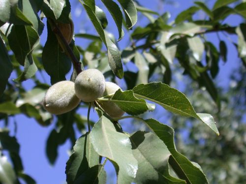 almond tree agriculture