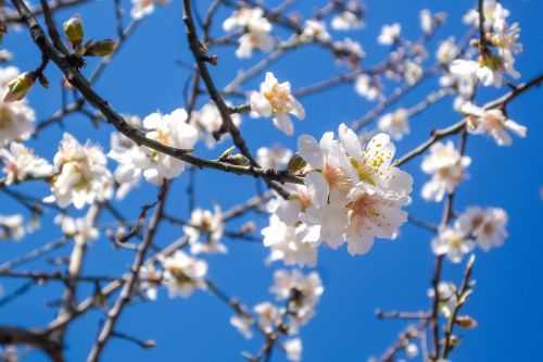 almond blossom nature