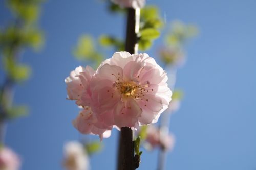 almond almond blossom nature
