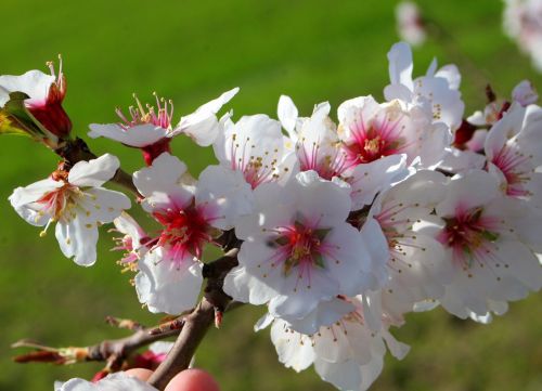 almond blossom flower nature