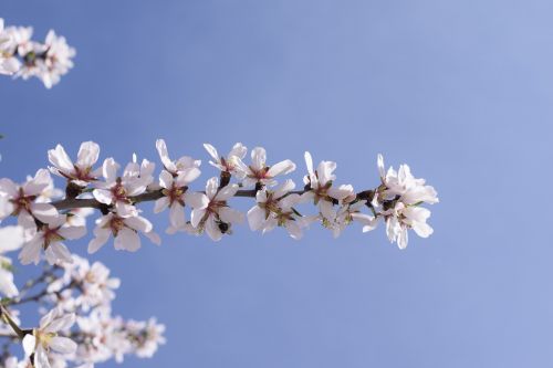 almond blossom flowers almond