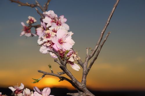 almond blossom flowers almond tree