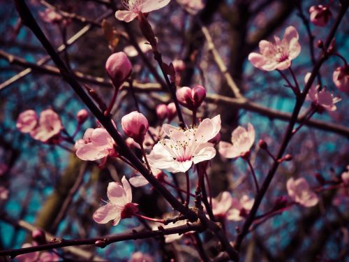 almond blossom steinobstgewaechs flowers