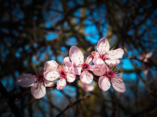 almond blossom steinobstgewaechs flowers