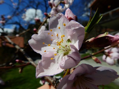 almond blossom macro spring