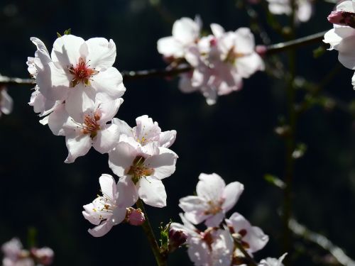 almond blossom macro spring