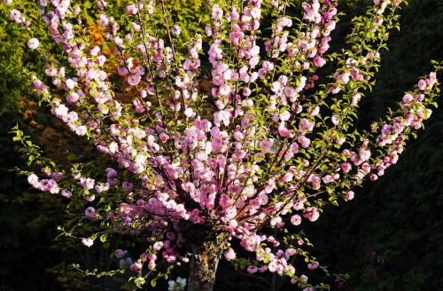 almond blossom ornamental shrub garden