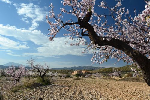 Almond Blossom