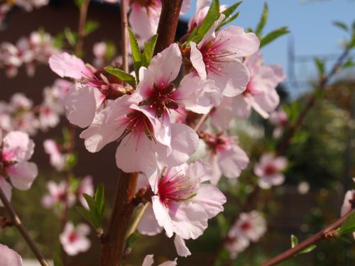 almond blossom almond tree almond
