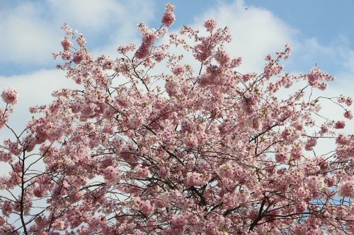 almond blossom may flowers flowers