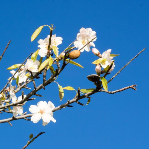 almond blossom spain almond tree