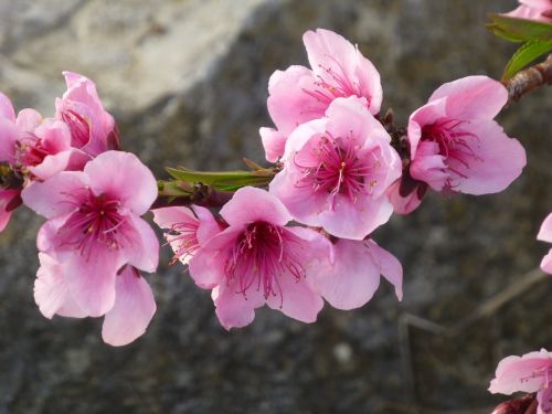 almond blossom spring pink