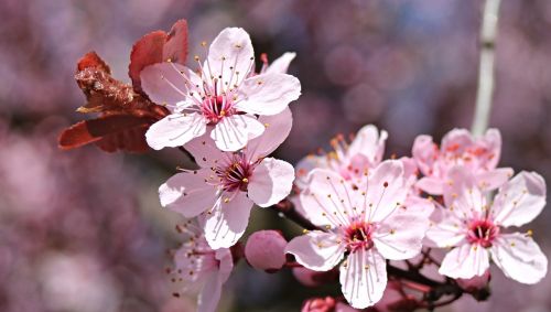 almond blossom almond tree spring