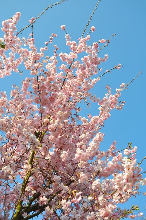 almond blossom aesthetic flowers