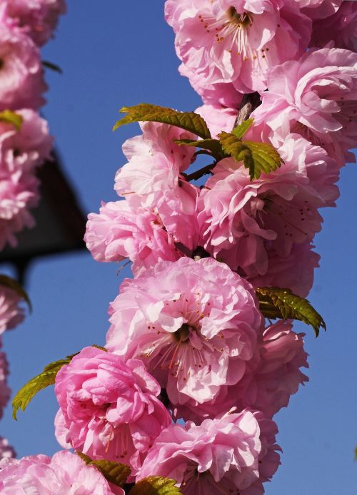 almond blossom spring easter