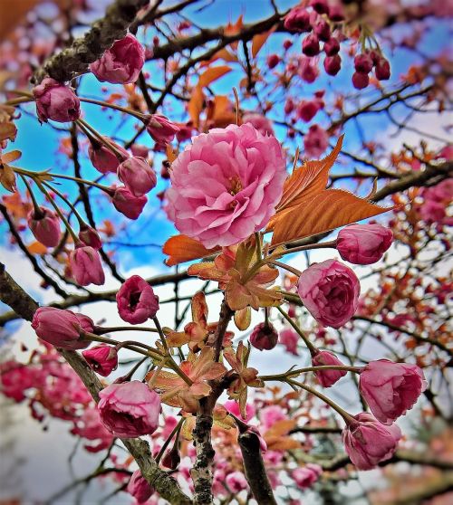 almond blossom almond tree ornamental shrub