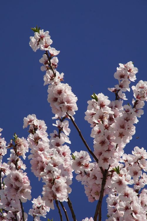 almond blossom blossom palatinate