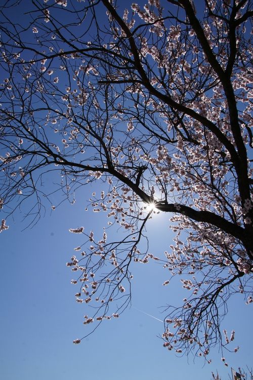 almond blossom blossom palatinate