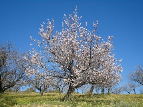 almond blossom spring spain