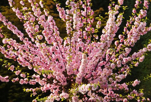 almond blossom  mandelbaeumchen  ornamental shrub