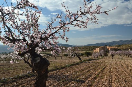 Almond Blossom 4