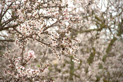almond blossom  tree  mallorca