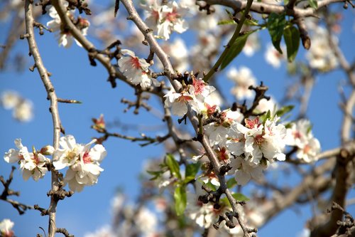 almond blossom  tree  mallorca