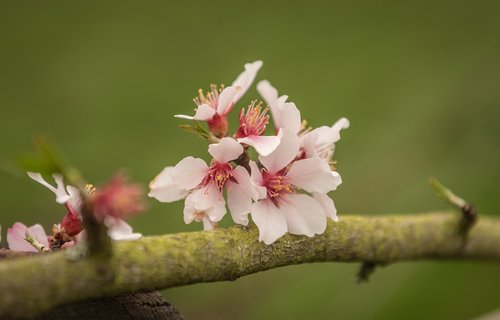 almond blossom  fruit tree  bloom