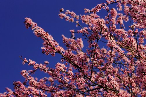 almond blossom  cherry blossom  japanese cherry trees