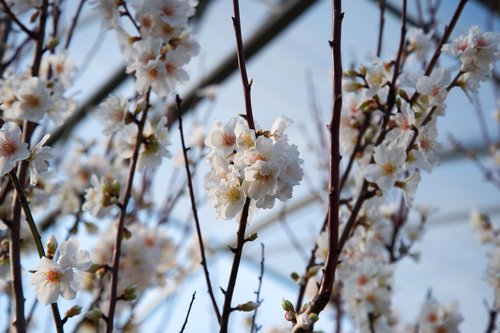 almond blossom  plant  nature